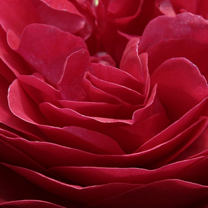 Narudžba ruža - floribunda-grandiflora ruža  - crvena  - Rosa  Pompadour Red - diskretni miris ruže - De Ruiter Innovations BV. - Ima mnogo cvjetova da ravnomjerno pokrije željenu površinu. Izuzetno je pogodan za stvaranje velike površine boje.